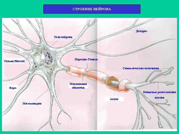 На схеме строения нейрона дендриты обозначены буквой