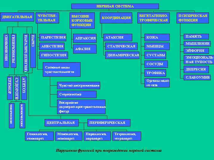 НЕРВНАЯ СИСТЕМА ДВИГАТЕЛЬНАЯ ЧУВСТВИТЕЛЬНАЯ ВЫСШИЕ КОРКОВЫЕ ФУНКЦИИ ПАРЕЗ ПАРАЛИЧ (ПЛЕГИЯ) ГИПЕРКИНЕЗЫ СИНКИНЕЗИИ ПАРЕСТЕЗИЯ АНЕСТЕЗИЯ