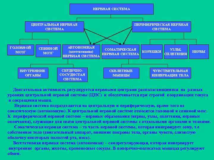 НЕРВНАЯ СИСТЕМА ЦЕНТРАЛЬНАЯ НЕРВНАЯ СИСТЕМА ГОЛОВНОЙ МОЗГ СПИННОЙ МОЗГ ВНУТРЕННИЕ ОРГАНЫ ПЕРИФЕРИЧЕСКАЯ НЕРВНАЯ СИСТЕМА