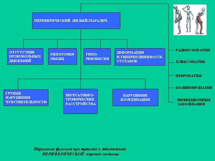 ПЕРЕФЕРИЧЕСКИЙ (ВЯЛЫЙ) ПАРАЛИЧ ОТСУТСТВИЕ ПРОИЗВОЛЬНЫХ ДВИЖЕНИЙ ГИПОТОНИЯ МЫШЦ ГИПОРЕФЛЕКСИЯ ДЕФОРМАЦИИ И ГИПЕРПОДВИЖНОСТЬ СУСТАВОВ РАДИКУЛОПАТИИ