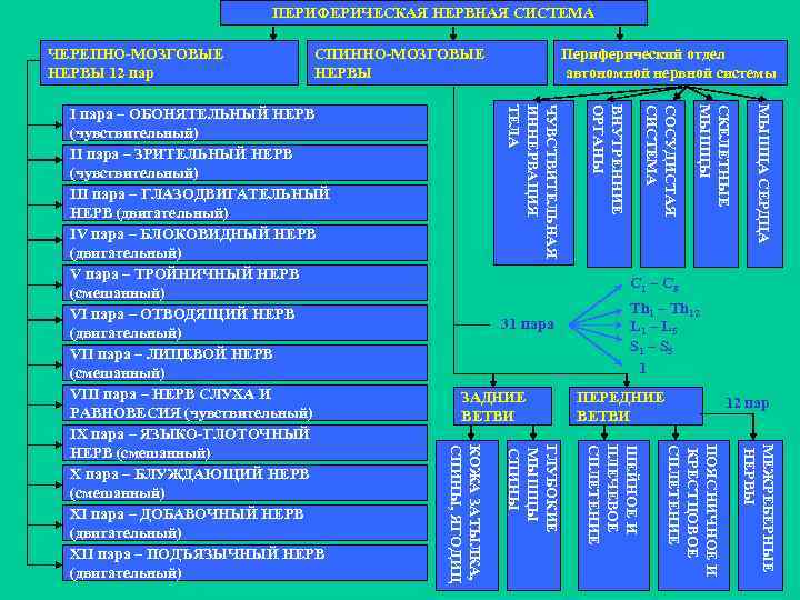 ПЕРИФЕРИЧЕСКАЯ НЕРВНАЯ СИСТЕМА ЧЕРЕПНО-МОЗГОВЫЕ НЕРВЫ 12 пар СПИННО-МОЗГОВЫЕ НЕРВЫ МЫШЦА СЕРДЦА СКЕЛЕТНЫЕ МЫШЦЫ СОСУДИСТАЯ