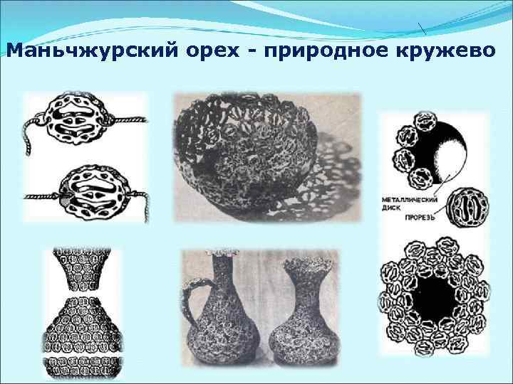 Маньчжурский орех - природное кружево 
