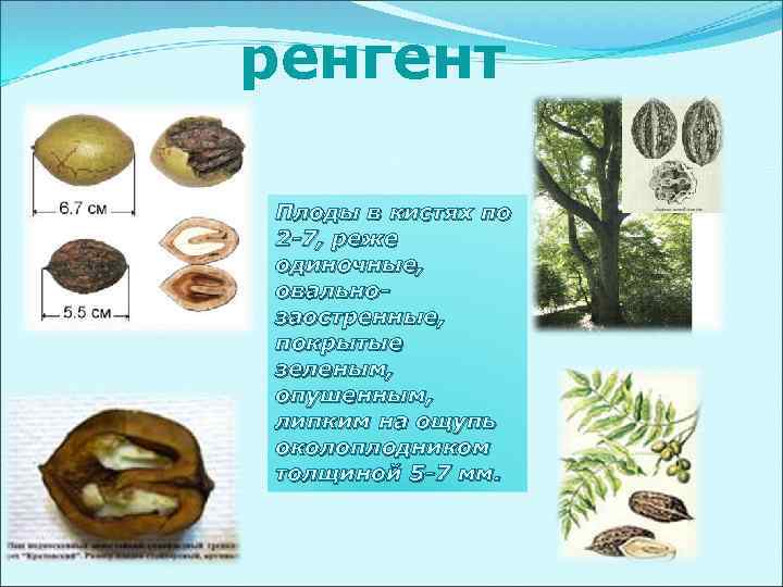ренгент Плоды в кистях по 2 -7, реже одиночные, овальнозаостренные, покрытые зеленым, опушенным, липким