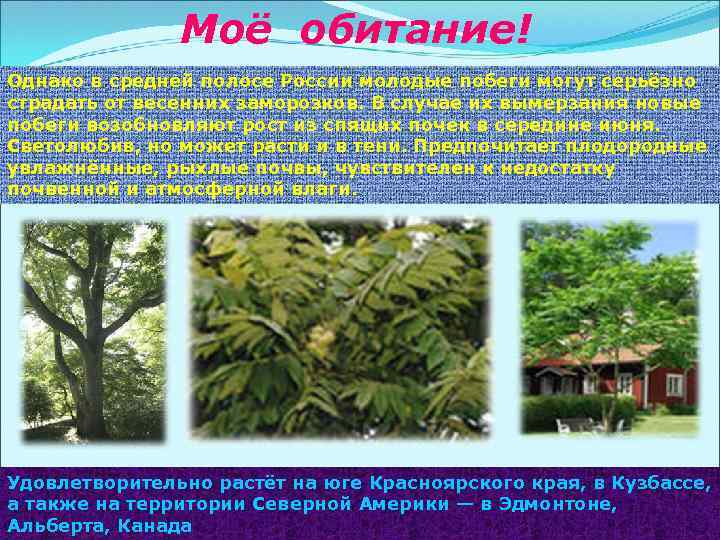 Моё обитание! Однако в средней полосе России молодые побеги могут серьёзно страдать от весенних