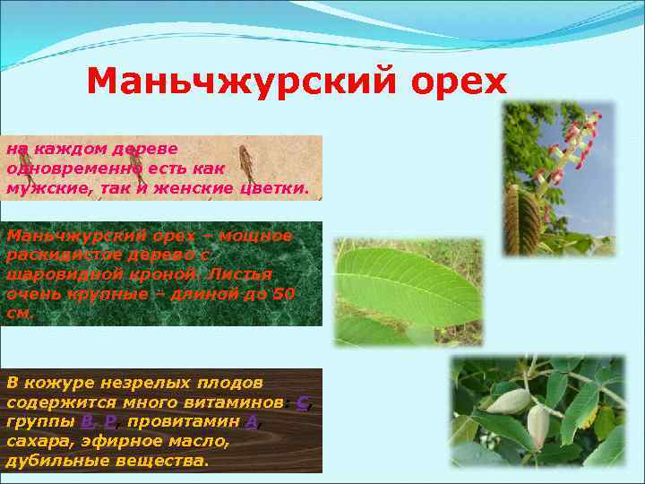 Маньчжурский орех на каждом дереве одновременно есть как мужские, так и женские цветки. Маньчжурский