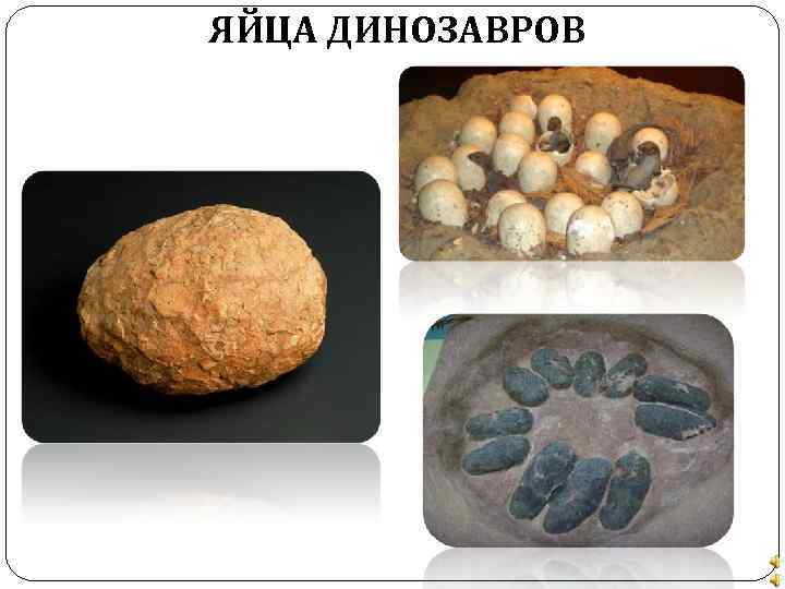ЯЙЦА ДИНОЗАВРОВ 