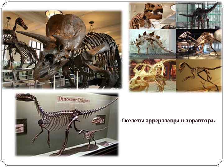 Скелеты эрреразавра и эораптора. 