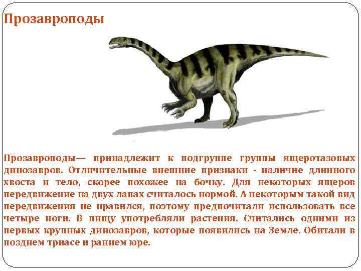 Прозавроподы— принадлежит к подгруппе группы ящеротазовых динозавров. Отличительные внешние признаки - наличие длинного хвоста