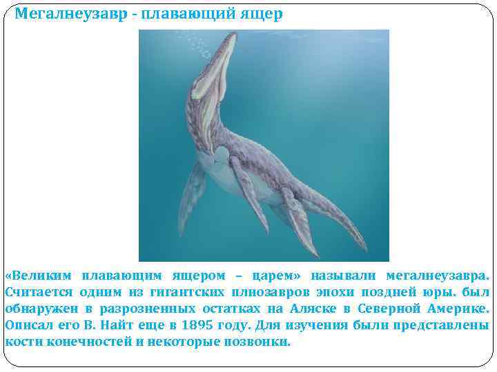 Мегалнеузавр - плавающий ящер «Великим плавающим ящером – царем» называли мегалнеузавра. Считается одним из