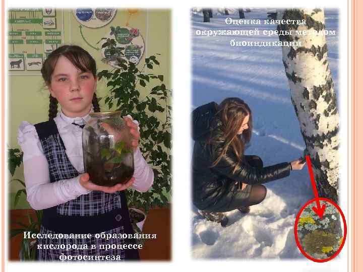 Оценка качества окружающей среды методом биоиндикации Исследование образования кислорода в процессе фотосинтеза 