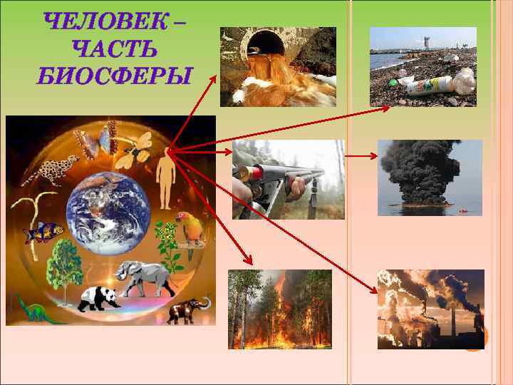 ЧЕЛОВЕК – ЧАСТЬ БИОСФЕРЫ 