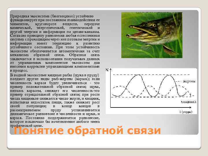 Природная экосистема (биогеоценоз) устойчиво функционирует при постоянном взаимодействии ее элементов, круговороте веществ, передаче химической,