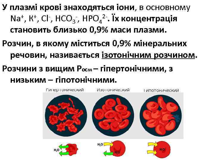 У плазмі крові знаходяться іони, в основному Na+, К+, Сl-, НСO 3 -, НРO