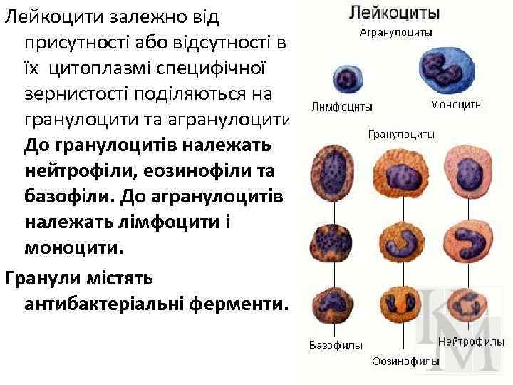 Лейкоцити залежно від присутності або відсутності в їх цитоплазмі специфічної зернистості поділяються на гранулоцити