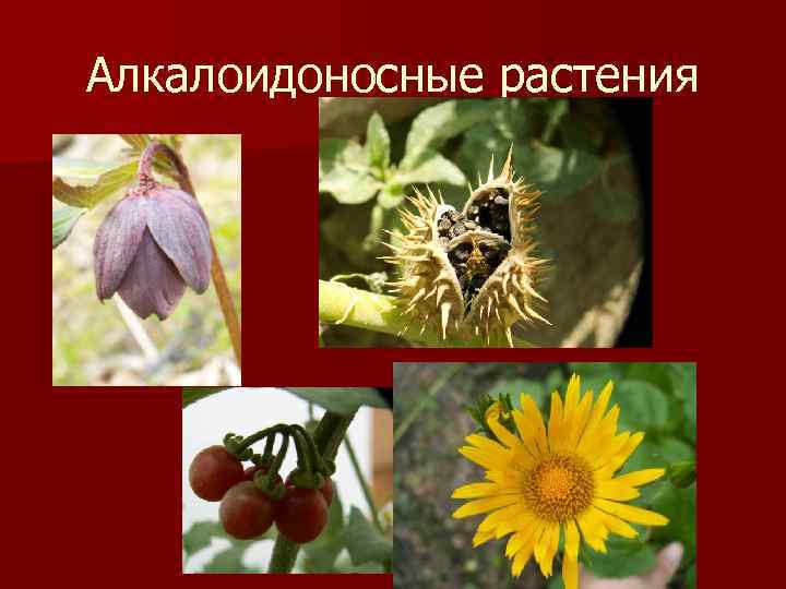 Алкалоидоносные растения 