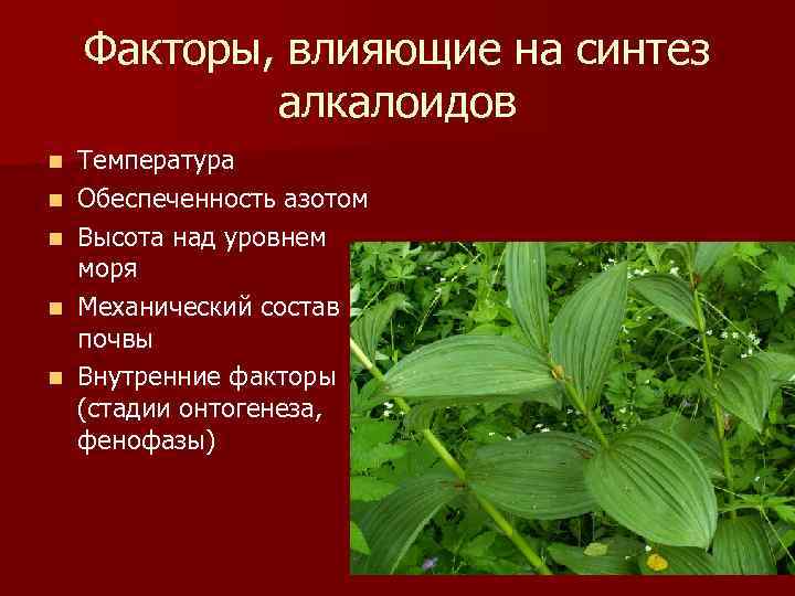 Факторы, влияющие на синтез алкалоидов n n n Температура Обеспеченность азотом Высота над уровнем