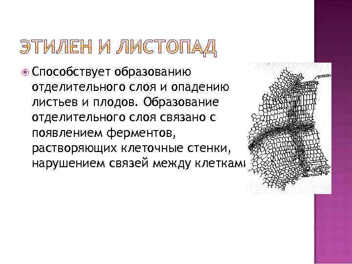  Способствует образованию отделительного слоя и опадению листьев и плодов. Образование отделительного слоя связано