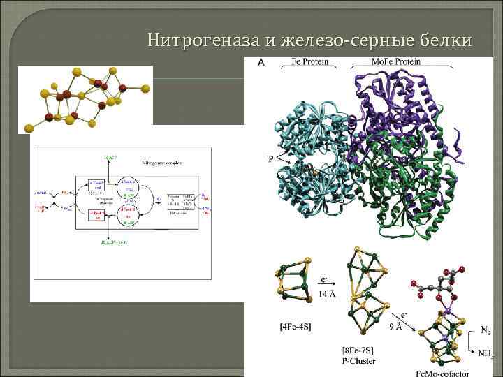 Железо входит в состав