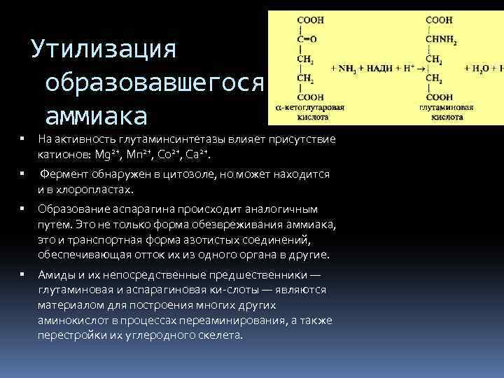 Утилизация образовавшегося аммиака На активность глутаминсинтетазы влияет присутствие катионов: Mg 2+, Мп 2+, Со