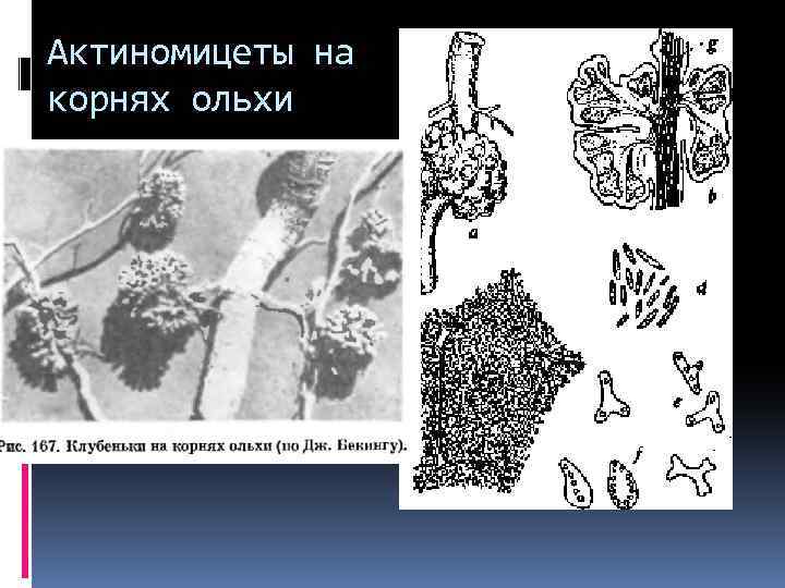 Актиномицеты на корнях ольхи 