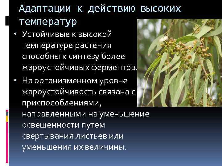 Адаптации к действию высоких температур • Устойчивые к высокой температуре растения способны к синтезу