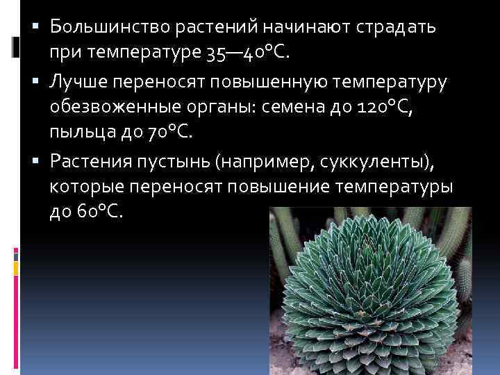  Большинство растений начинают страдать при температуре 35— 40°С. Лучше переносят повышенную температуру обезвоженные