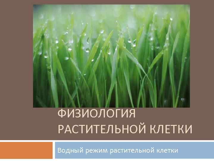 ФИЗИОЛОГИЯ РАСТИТЕЛЬНОЙ КЛЕТКИ Водный режим растительной клетки 