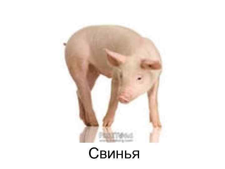 Свинья 