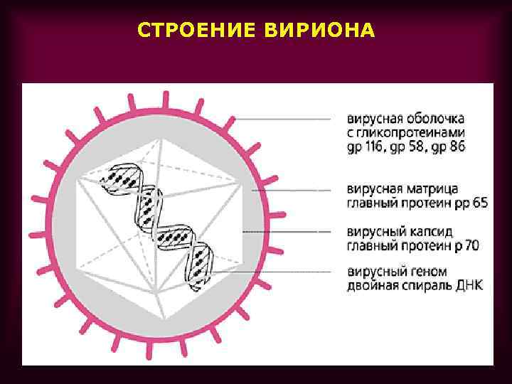 Герпесвирусы микробиология презентация