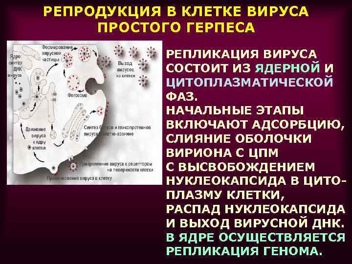 РЕПРОДУКЦИЯ В КЛЕТКЕ ВИРУСА ПРОСТОГО ГЕРПЕСА   РЕПЛИКАЦИЯ ВИРУСА   СОСТОИТ ИЗ