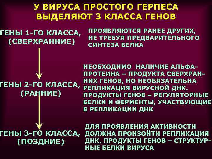   У ВИРУСА ПРОСТОГО ГЕРПЕСА  ВЫДЕЛЯЮТ 3 КЛАССА ГЕНОВ ГЕНЫ 1 -ГО