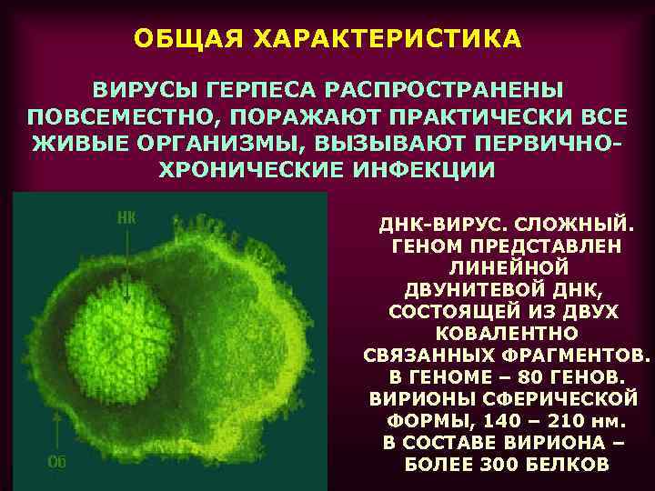 Дайте общую характеристику вирусов. Вирус герпеса характеристика вируса. Герпесвирусы строение вириона. Вирус герпеса характеристика. Характеристика герпесвируса.