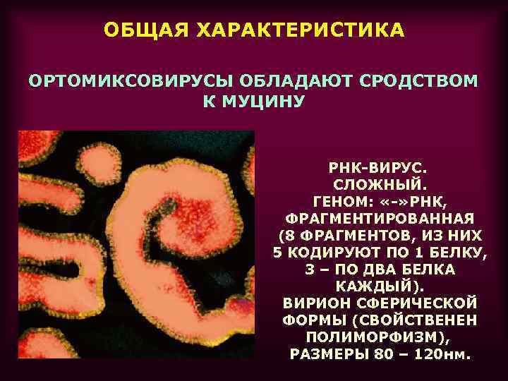  ОБЩАЯ ХАРАКТЕРИСТИКА ОРТОМИКСОВИРУСЫ ОБЛАДАЮТ СРОДСТВОМ   К МУЦИНУ    