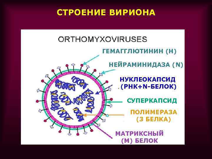 Рнк вирус гриппа а. Структура вириона микробиология. Структура вириона ортомиксовирусов. Компоненты вириона микробиология. Строение вириона.