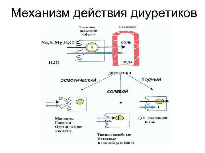 Механизм действия диуретиков Механизм действия диуретиков