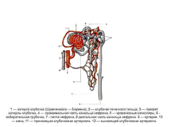 1 — капсула клубочка (Шумлянского — Боумена), 2 — клубочек почечного тельца, 1 — капсула клубочка (Шумлянского — Боумена), 2 — клубочек почечного тельца,