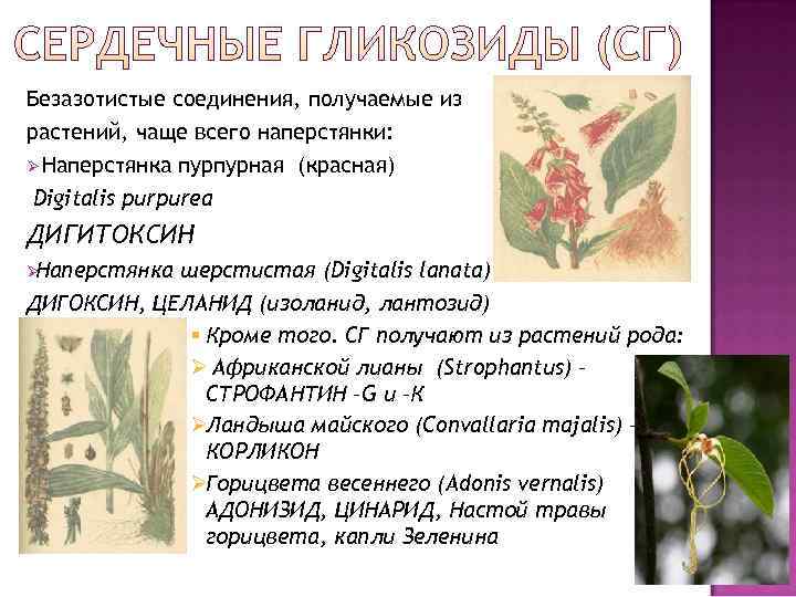 Безазотистые соединения, получаемые из растений, чаще всего наперстянки: Ø Наперстянка пурпурная (красная) Digitalis purpurea