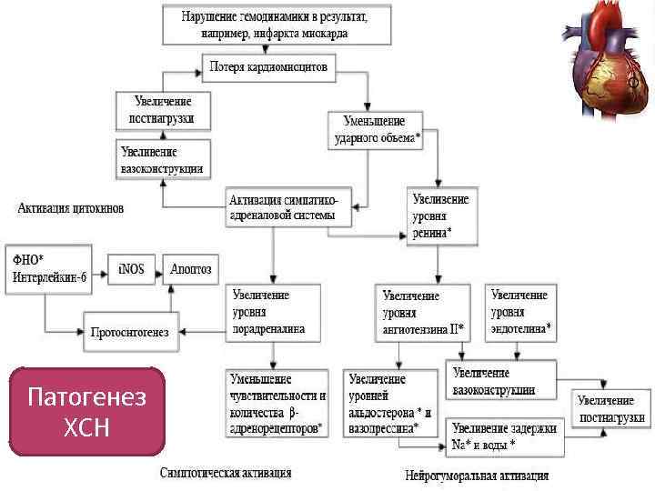 Патогенез  ХСН 