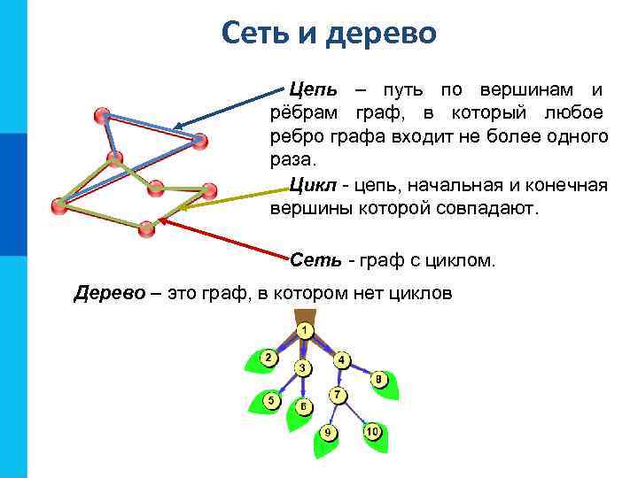    Сеть и дерево    Цепь – путь по
