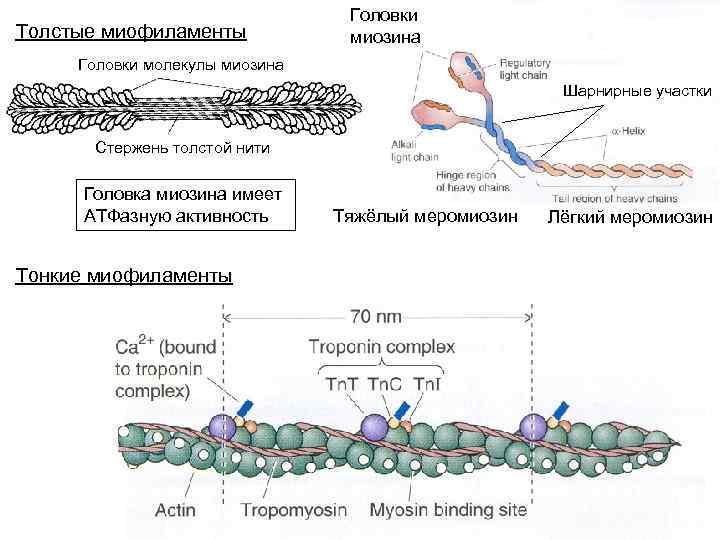 Толстые миофиламенты Головки миозина Головки молекулы миозина Шарнирные участки Стержень толстой нити Головка миозина