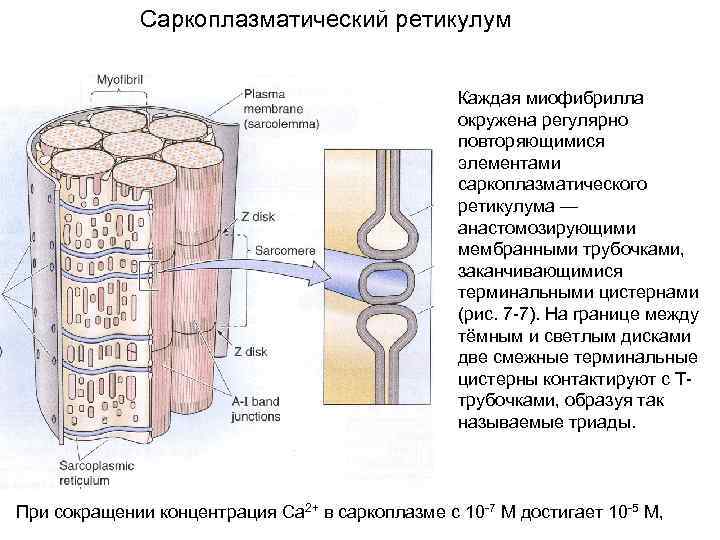 Гладкий саркоплазматический ретикулум исчерченных мышц обеспечивает