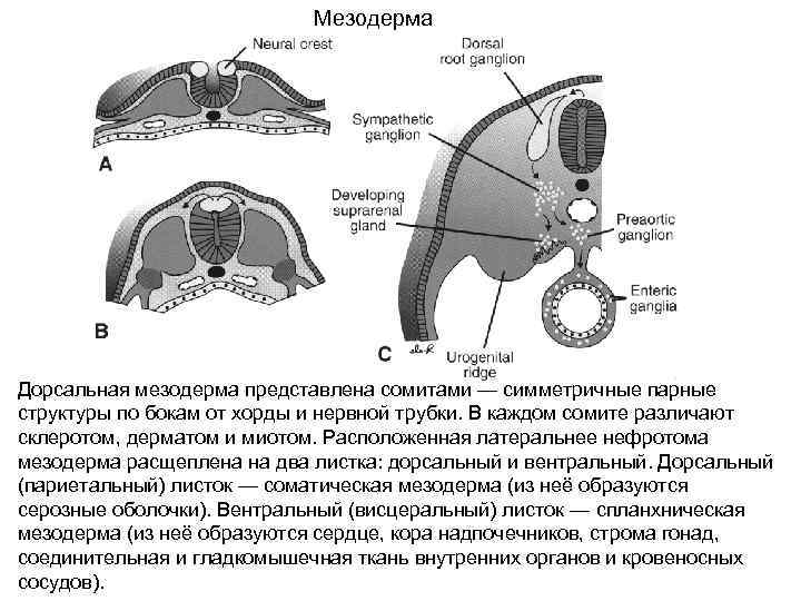 Мезодерма Дорсальная мезодерма представлена сомитами — симметричные парные структуры по бокам от хорды и