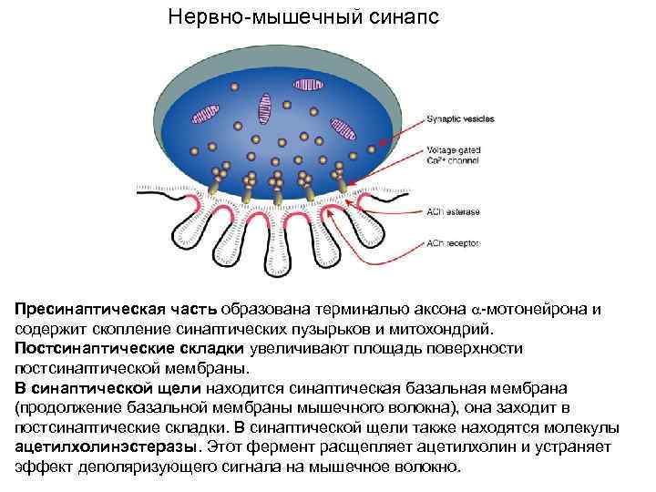Нервно-мышечный синапс Пресинаптическая часть образована терминалью аксона -мотонейрона и содержит скопление синаптических пузырьков и
