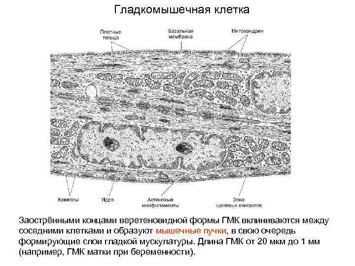 Гладкомышечная клетка Заострёнными концами веретеновидной формы ГМК вклиниваются между соседними клетками и образуют мышечные