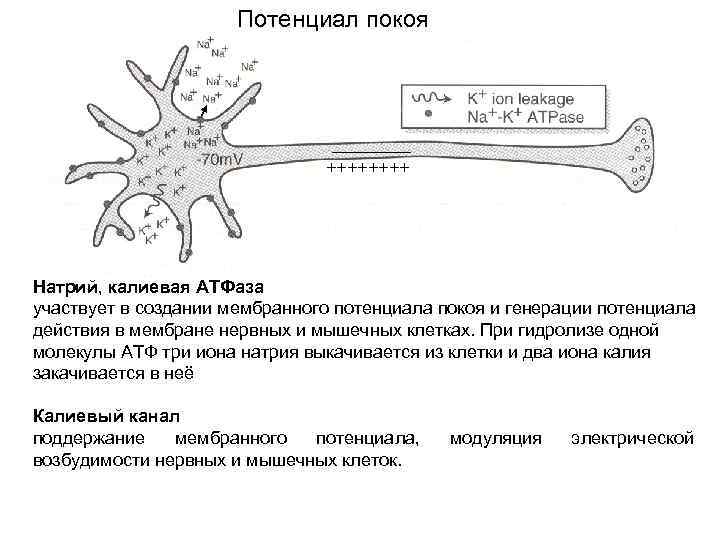 Дополните схему анатомическое строение нервной системы