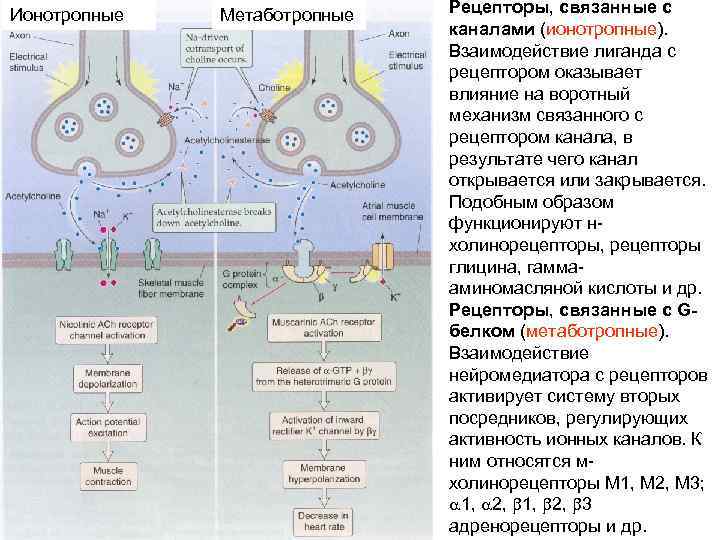 Ионотропные Метаботропные Рецепторы, связанные с каналами (ионотропные). Взаимодействие лиганда с рецептором оказывает влияние на