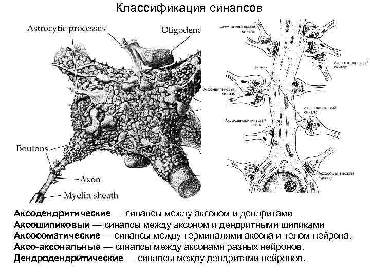 Классификация синапсов Аксодендритические — синапсы между аксоном и дендритами Аксошипиковый — синапсы между аксоном