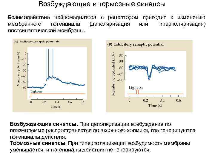 Возбуждающий синапс. Возбуждающие и тормозные синапсы физиология. Возбуждающие и тормозные медиаторы возбуждающие и тормозные синапсы. Медиаторы тормозных синапсов. Тормозные и возбуждающие нейромедиаторы.