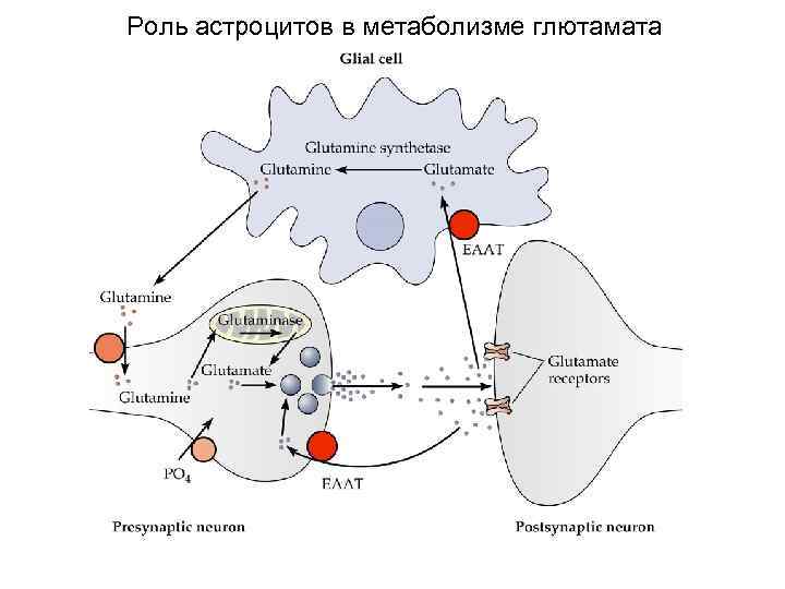 Функции астроцитов. Глутамат в нервной ткани. Роль глутамата в ЦНС. Метаболизм глутамата в нервной системе. Влияние глутамата на Нейроны.