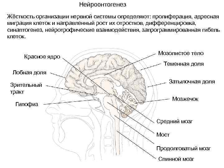 Миграция клеток нервного гребня схема